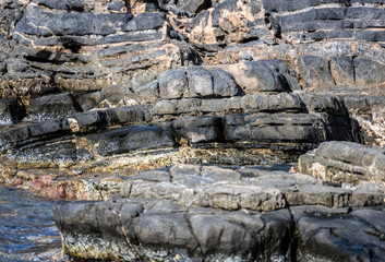 grey sandpiper on rocks near the sea looking for food on a hot day on the island of Crete Greece