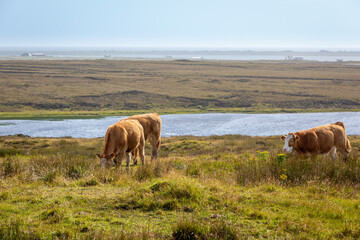 Cows on top of a hill in North Uist grazing with a lake and view of the sea in the background