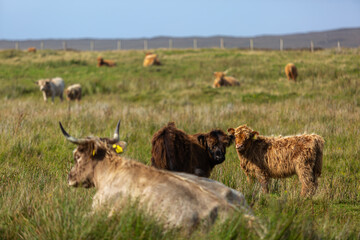 Herd of highland cows in North Uist, Image shows a herd of cattle on top of a hill grazing in Uist on a summers day