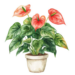 Obraz premium Isolated Watercolor Illustration of Anthurium Plant in a Pot with Red Flowers and Green Leaves