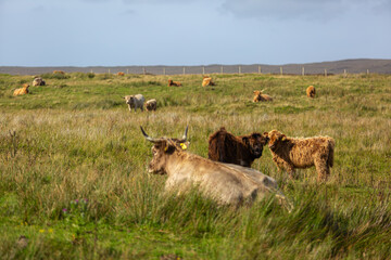 Herd of highland cows in North Uist, Image shows a herd of cattle on top of a hill grazing in Uist on a summers day