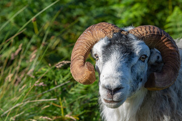 Scottish blackface ram close up portrait
