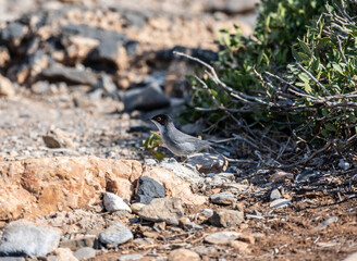 grey European warbler looking for food in dry bushes on the island of Crete Greece