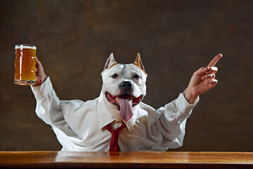 Adorable purebred white dog in human-like image, in formal wear sitting at desk with lager beer and emotionally gesturing, watching sport event online. Concept of animal themes, fan, business