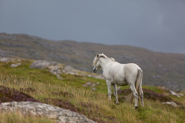 Eriskay pony on the isle of south Uist, Image shows a beautiful white, grey wild pony stallion in his natural environment