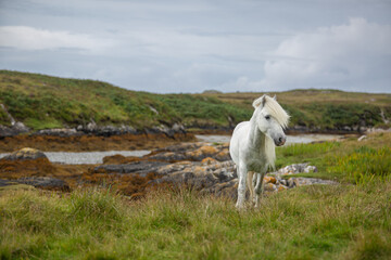 Obraz premium Eriskay pony on the isle of south Uist, Image shows a beautiful white, grey wild pony stallion in his natural environment