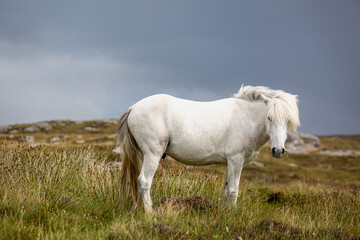 Obraz premium Eriskay pony on the isle of south Uist, Image shows a beautiful white, grey wild pony stallion in his natural environment