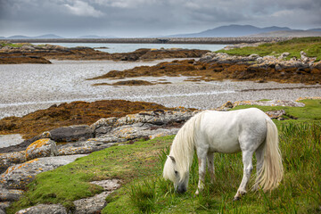 Fototapeta premium Eriskay pony on the isle of south Uist, Image shows a beautiful white, grey wild pony stallion in his natural environment