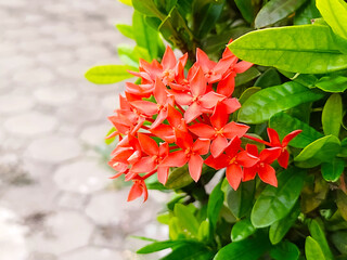 Blooming Red Ixora Flowers Outdoors