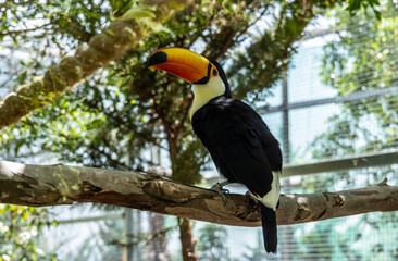 bright tropical toucan in greenery on a tree on a sunny day on the island of Crete Greece