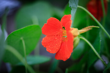 A Vibrant Nasturtium: Nature's Splash of Color
