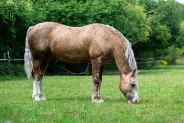 Horse in a grass field, Image shows a Section D Welsh cob palomino stallion