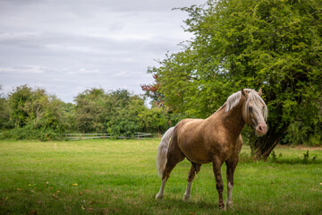 Obraz premium Horse in a urinating grass field, Image shows a Section D Welsh cob palomino stallion having a wee in his field 