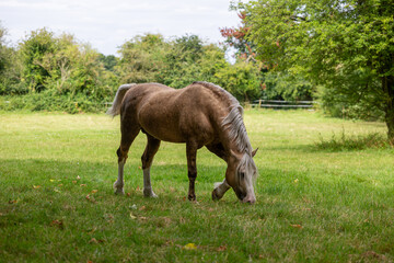 Naklejka premium Horse in a grass field, Image shows a Section D Welsh cob palomino stallion