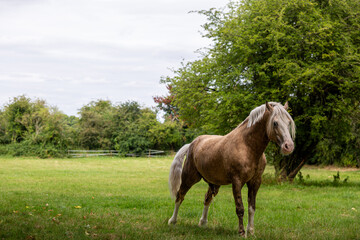 Obraz premium Horse in a urinating grass field, Image shows a Section D Welsh cob palomino stallion having a wee in his field 