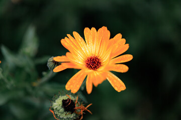 A Dew-Kissed Pot Marigold: A Nature's Gem