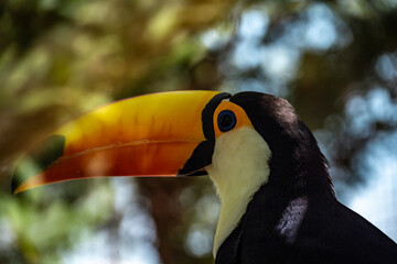 Naklejka premium bright tropical toucan in greenery on a tree on a sunny day on the island of Crete Greece
