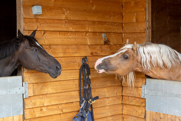 Horses trying to touch each other leaning across their stables, Image shows a Section C Welsh Cob...