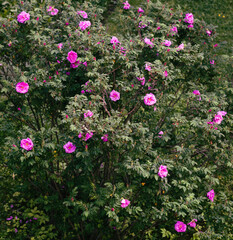 A large park rose bush with many beautiful pink flowers. Selective focus. A view from a higher...