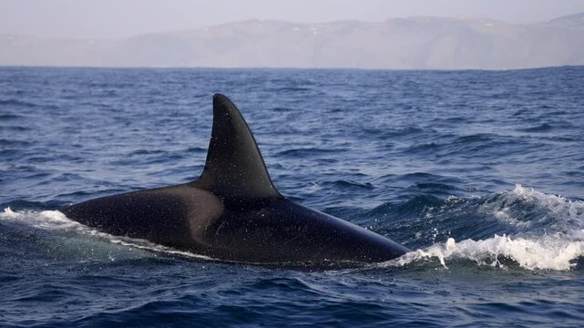 Wild orcas or killer whales in Nemuro strait, Hokkaido, Japan. Orca hunting whales. Unique shot og giant wild orca in natural habitat dive deep into ocean showing fin. South Africa. Wild life mammals.