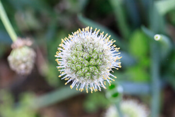 Buttonbush Bloom: A Nature's Tiny Sphere
