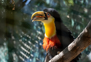 bright tropical toucan in greenery on a tree on a sunny day on the island of Crete Greece