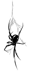 spider on a white background, spider tattoo, spider sketch, spider drawing, insect, spider