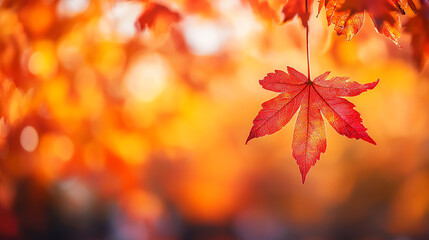 Fototapeta premium A close-up view of a vibrant red maple leaf against a warm autumn background, capturing the beauty of nature's changing colors.