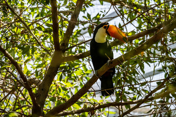 bright tropical toucan in greenery on a tree on a sunny day on the island of Crete Greece