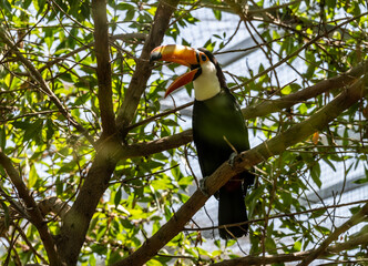 bright tropical toucan in greenery on a tree on a sunny day on the island of Crete Greece