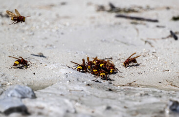 wild wasps collect water on a hot day on the island of Crete Greece