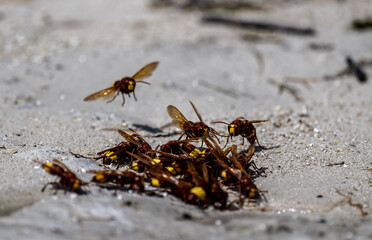 wild wasps collect water on a hot day on the island of Crete Greece