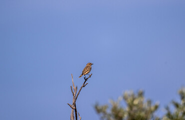 gray bird looking for moisture on a hot day on the island of Crete Greece