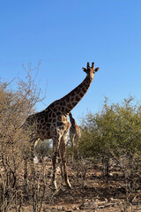 A lone giraffe is walking in the savannah on a hot African day in South Africa. 