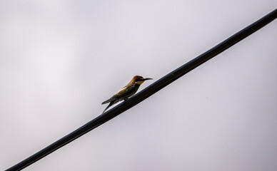 A European bee-eater hunts for insects on a sunny day in Crete, Greece