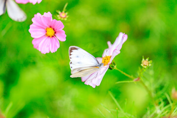 A Cabbage White Butterfly Feasting on Cosmos Nectar