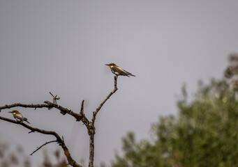 A European bee-eater hunts for insects on a sunny day in Crete, Greece