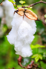 Fluffy Cotton Bolls Ready for Harvest