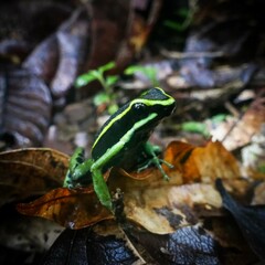 Green striped black frog on leafs