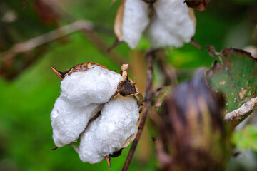 Fluffy Cotton Bolls Ready for Harvest