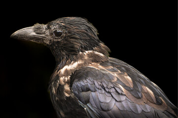 hooded crow (Corvus cornix)