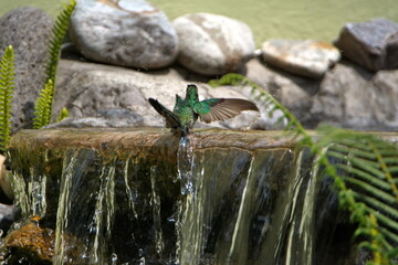 Sparkling violetear (Colibri coruscans) hummingbird bathing in a fountain in a garden with its wings extended, in Cotacachi, Ecuador