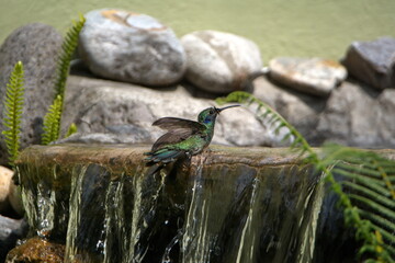 Sparkling violetear (Colibri coruscans) hummingbird bathing in a fountain in a garden with its wings extended, in Cotacachi, Ecuador