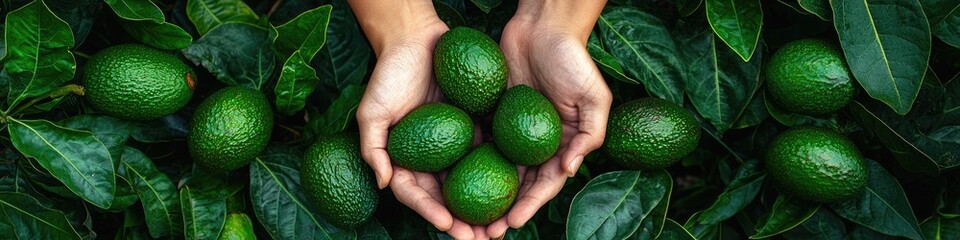 Hands cradling ripe avocados surrounded by lush greenery