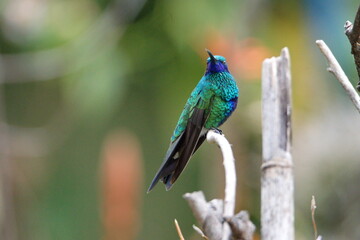 Sparkling violetear (Colibri coruscans) hummingbird perched on a stick in a garden in Cotacachi, Ecuador