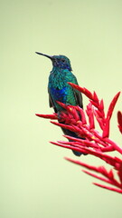 Sparkling violetear (Colibri coruscans) hummingbird perched on the flower spike of a bromeliad in a garden in Cotacachi, Ecuador