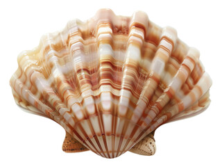 Obraz premium Seashell. PNG