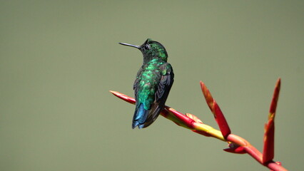 Western emerald (Chlorostilbon melanorhynchus) hummingbird perched on the flower spide of a bromeliad in a garden in Cotacachi, Ecuador