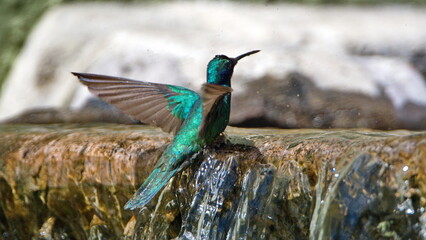 Obraz premium Sparkling violetear (Colibri coruscans) hummingbird bathing in a fountain in a garden with its wings extended, in Cotacachi, Ecuador