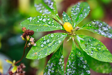Dew-Kissed Green Leaves with a Bright Yellow Center